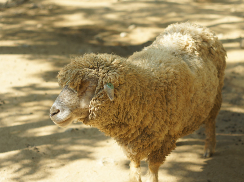 ヤクとウールの肌触りが心地良い『ZANONE（ザノーネ）』のざっくり