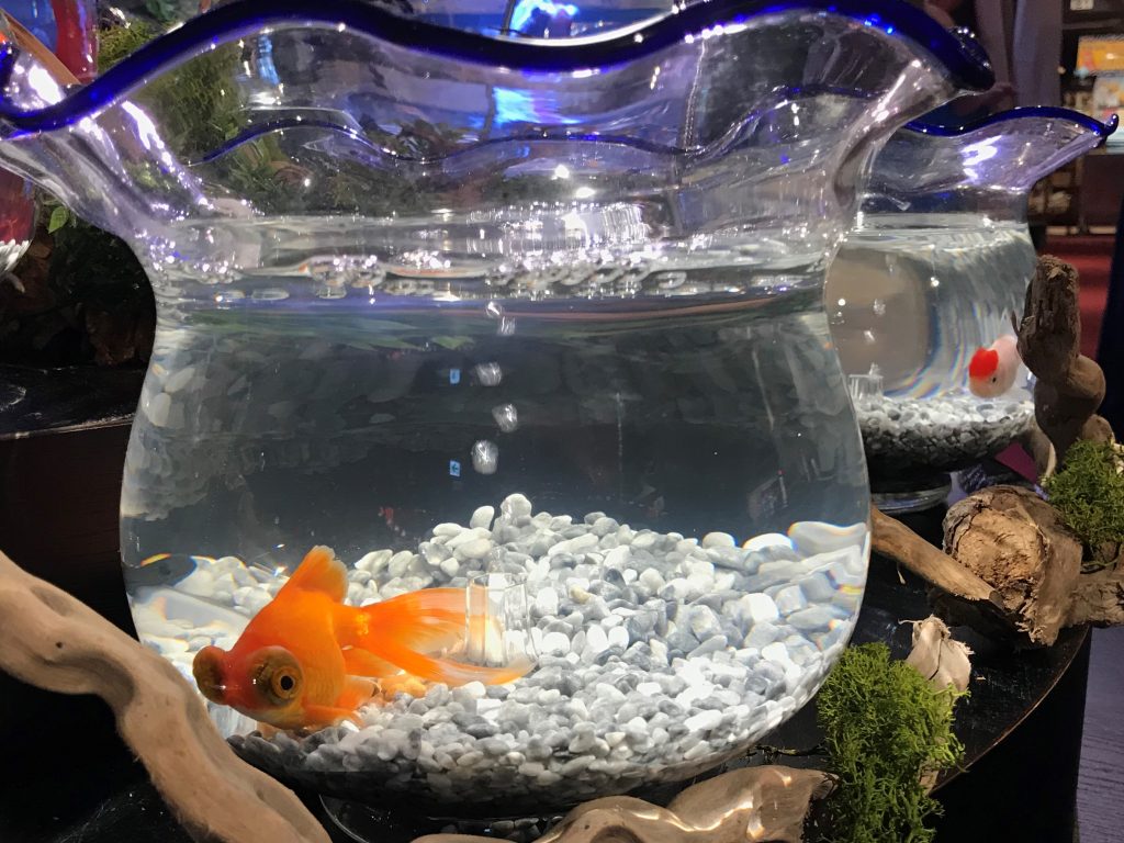 箕面温泉 アクアリウム