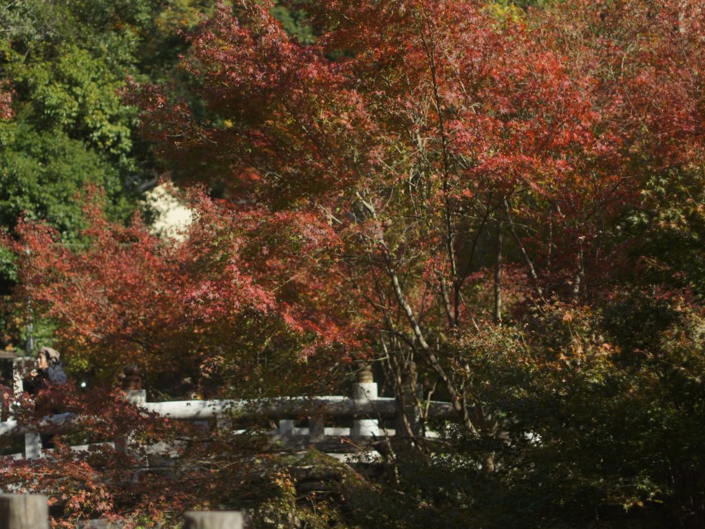 箕面-紅葉